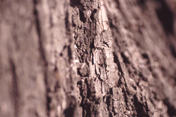 Mein Freund, der Baum im Schärfentiefen-Vergleich