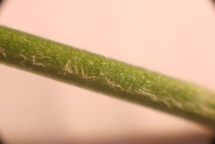 alles, was grün ist, Sonnenblumenblatt, Makrofotografie