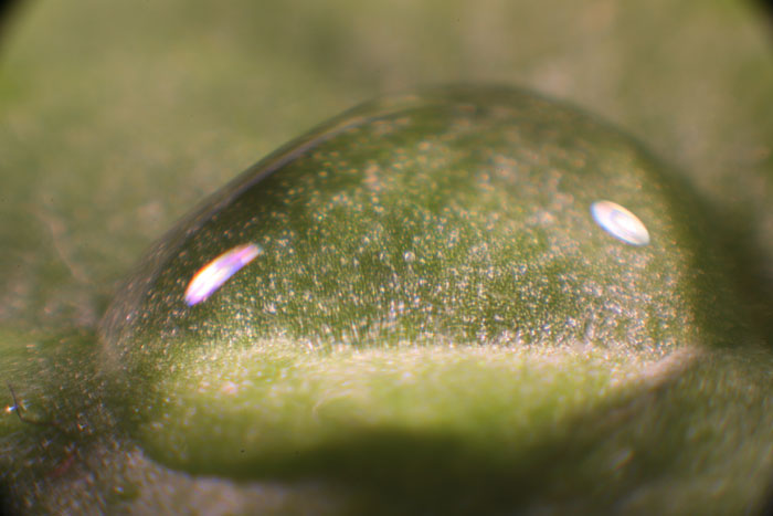 alles, was grün ist, Wassertropfen auf Sonnenblumenblatt, Makrofotografie