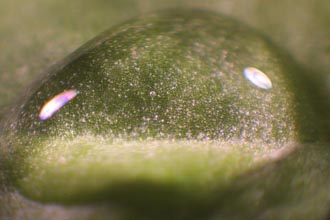 Wassertropfen auf einem Blatt