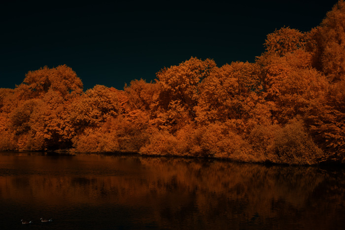 Infrarot-Fotografie 600 nm (Rotfilter), Ostufer Appelhoff-Weiher, Infrarot-Fotografie