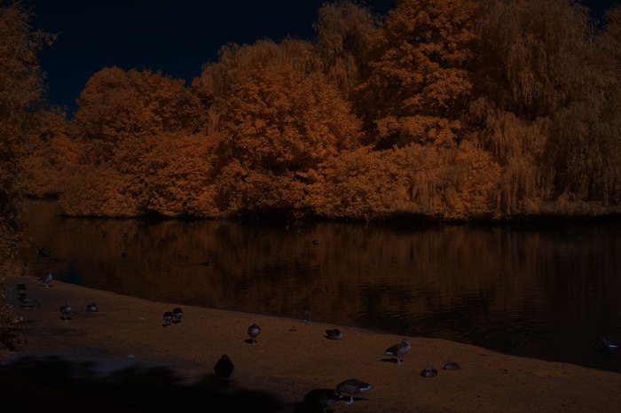 Infrarot-Fotografie 600 nm (Rotfilter), Vogelinsel auf dem Appelhoff-Weiher, Infrarot-Fotografie