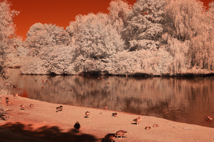 Infrarot-Fotografie 600 nm (Rotfilter), Vogelinsel auf dem Appelhoff-Weiher, Infrarot-Fotografie