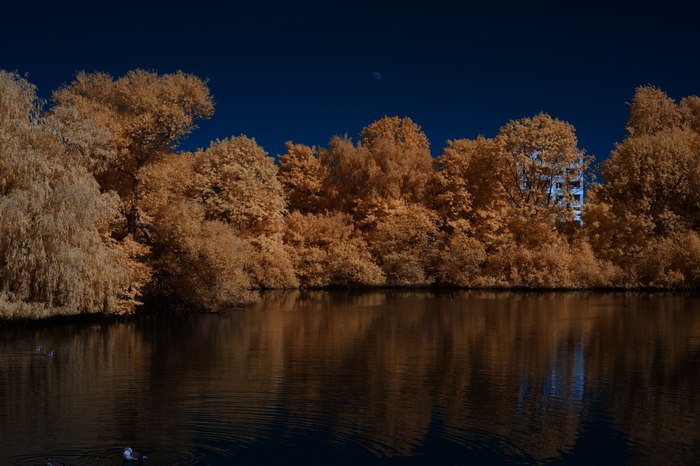 Infrarot-Fotografie 600 nm (Rotfilter), Vogelinsel auf dem Appelhoff-Weiher (2), Infrarot-Fotografie
