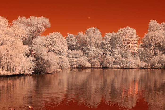 Infrarot-Fotografie 600 nm (Rotfilter), Vogelinsel auf dem Appelhoff-Weiher (2), Infrarot-Fotografie