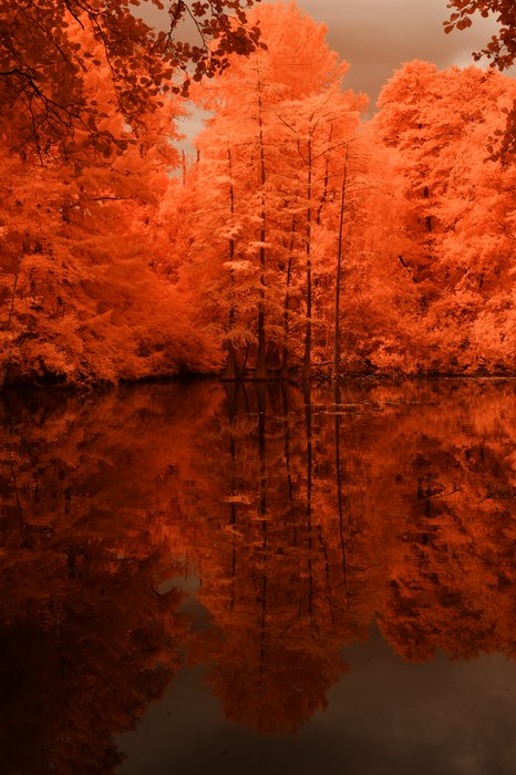 Infrarot-Fotografie 600 nm (Rotfilter), Ententeich im Stadtpark, Infrarot-Fotografie