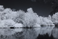 Vogelinsel auf dem Appelhoff-Weiher (1), Infrarot-Fotografie 830 nm (Schwarzweiß)