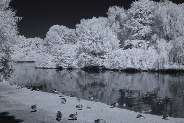 Infrarot-Fotografie 830 nm, Vogelinsel auf dem Appelhoff-Weiher (3), Infrarot-Fotografie