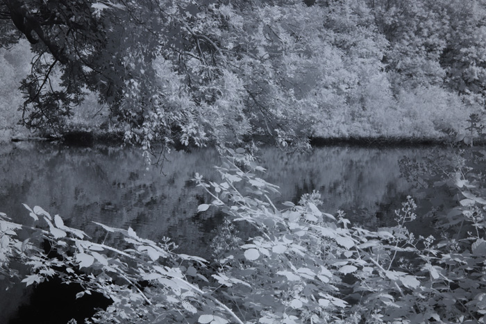 Infrarot-Fotografie 830 nm, Vogelinsel auf dem Appelhoff-Weiher (3), Infrarot-Fotografie