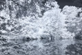 Ententeich im Stadtpark, Infrarot-Fotografie 830 nm